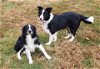 Roper (Bonded pair with Molly)