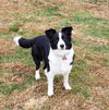 Molly (Bonded pair with Roper)