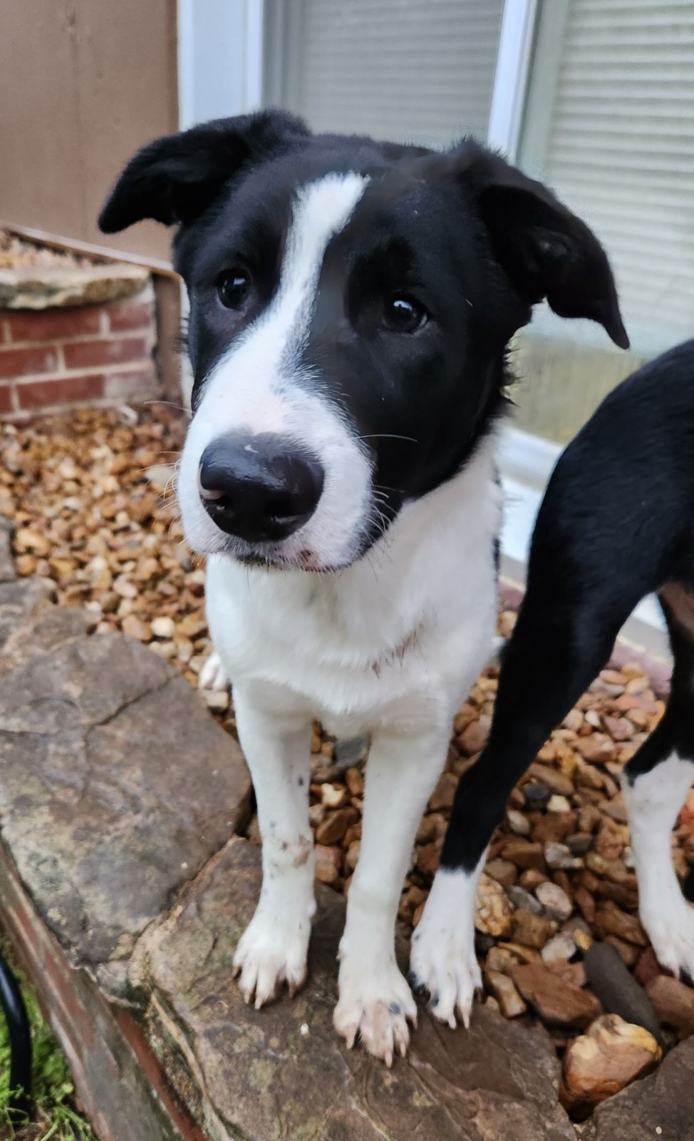 Border collie lab hot sale mix short hair