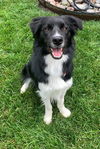 Dobie (Adoption Pending)