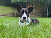 Xena