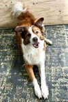 Rue (Courtesy Post)