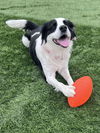 Josie (Adoption Pending)