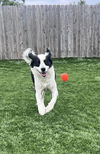 Josie (Adoption Pending)