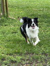 Bennie (Benji)