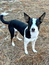 Nettie