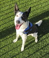 Quincy (Courtesy Post)