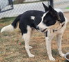 Quincy (Courtesy Post)