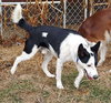 Quincy (Courtesy Post)