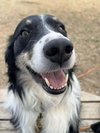 Ryder