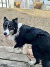 Ryder