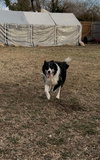 Ryder