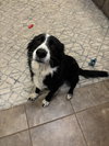 Pepper (Courtesy Post)