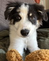 Ranger