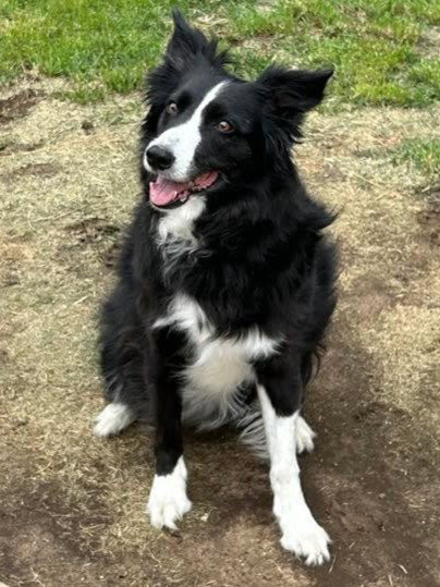 Mia (Courtesy Post)