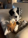 Tux