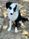 Tux