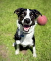 Maverick (Courtesy Post)