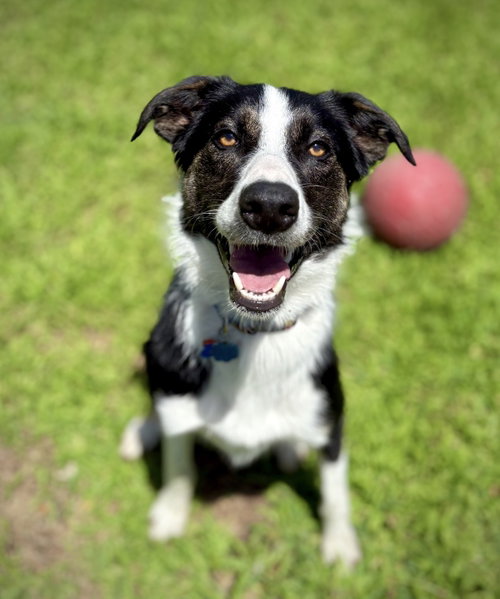Maverick (Courtesy Post)