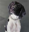 adoptable Dog in  named Bailey