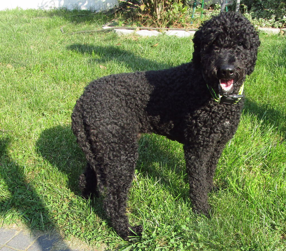 adoptable Dog in Grovertown, IN named Zeus