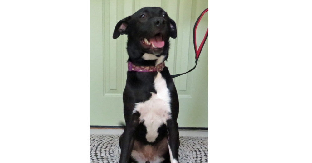 adoptable Dog in Grovertown, IN named Violet