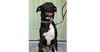adoptable Dog in  named Violet