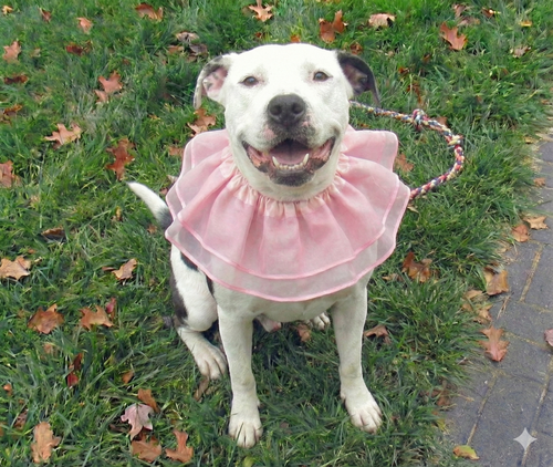 NORAH - YOUNG SENIOR - American Pit Bull Terrier available for adoption