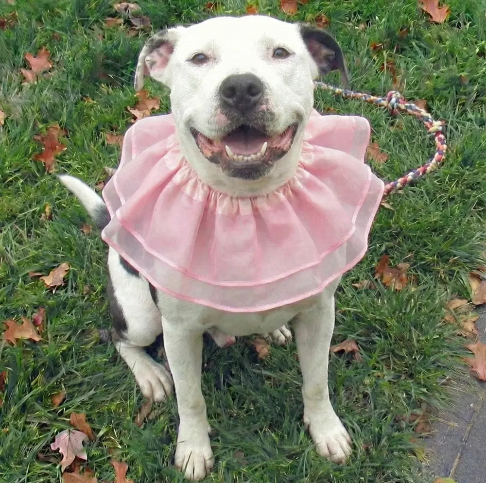 Norah - Young Senior - American Pit Bull Terrier