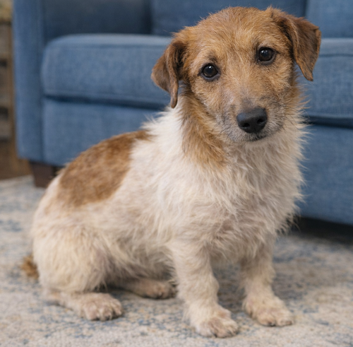 Pip- Shortie Jack, an adoptable Jack Russell Terrier in Grovertown, IN