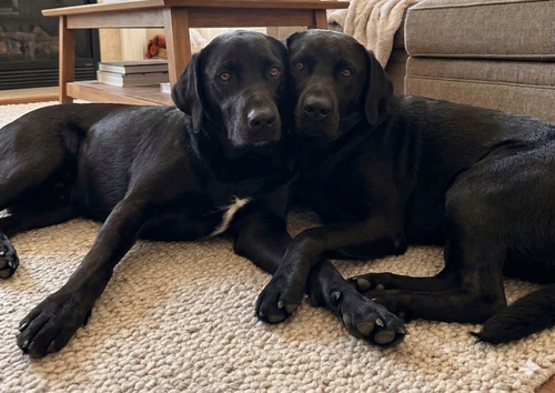 Benny & Jett- Bonded, an adoptable Labrador Retriever in Grovertown, IN