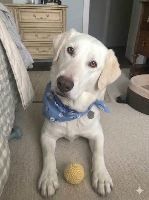Bubba, an adoptable Labrador Retriever in Grovertown, IN