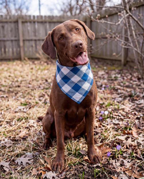 Buddy, an adoptable Labrador Retriever in Grovertown, IN