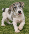 Pauley - Photo 2