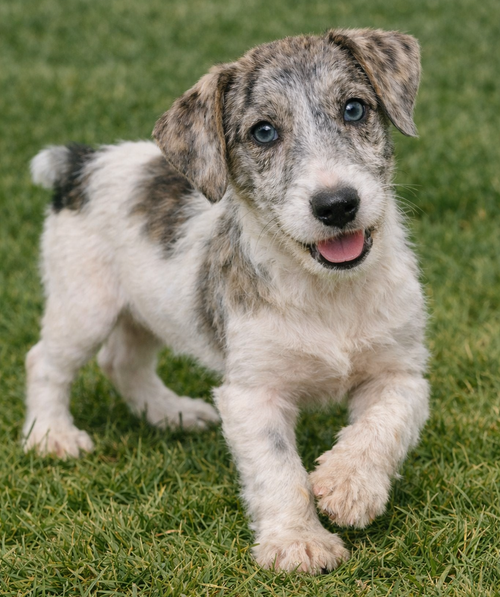 PAULEY - Jack Russell Terrier available for adoption