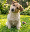 Pip - Photo 3