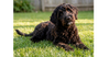 Corkie - Photo 1