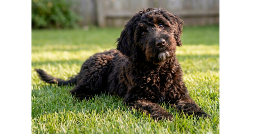 CORKIE - Wheaten Terrier / Poodle (Miniature) available for adoption