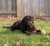Corkie - Photo 3
