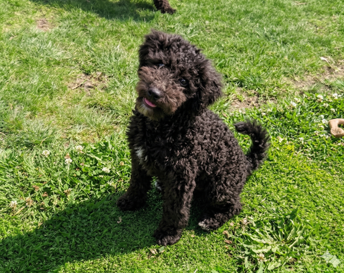 CHESTER - Wheaten Terrier / Poodle (Miniature) available for adoption