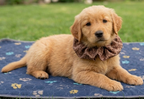 Veto, an adoptable Golden Retriever in Grovertown, IN