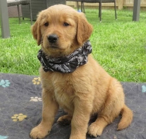 Victor, an adoptable Golden Retriever in Grovertown, IN
