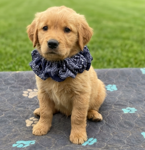 Vinny, an adoptable Golden Retriever in Grovertown, IN