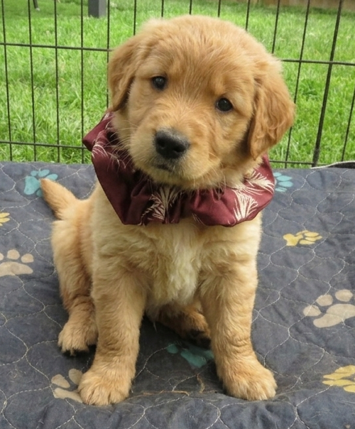 Virgil, an adoptable Golden Retriever in Grovertown, IN