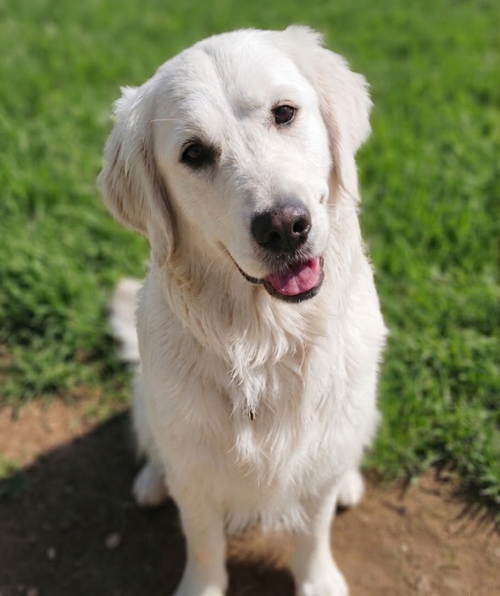 Rosie