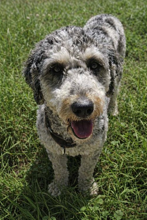 Sadie