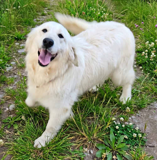 Rosie