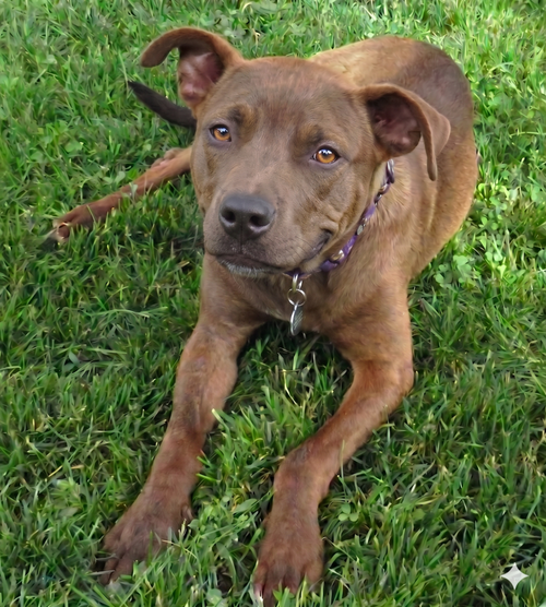 Romeo, an adoptable Feist in Grovertown, IN