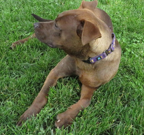 Romeo photo 3