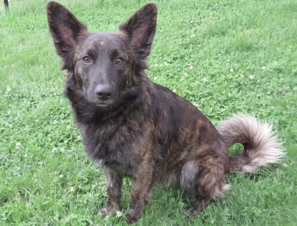 Blaze - Dutch Shepherd